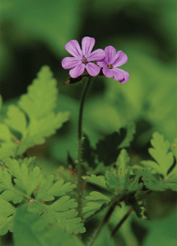 pink flowers