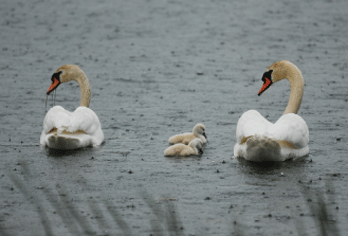 swan family