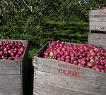 Blair apple bins